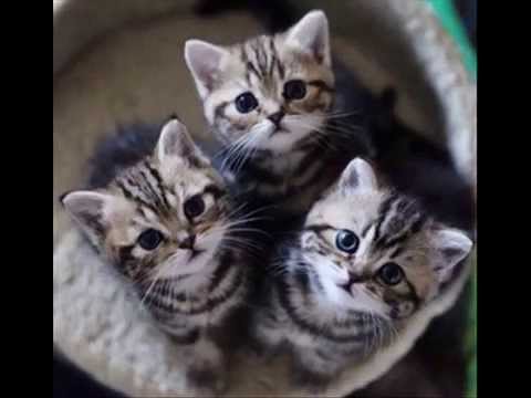 1766711063_hqdefault-5085434-4122133-jpg